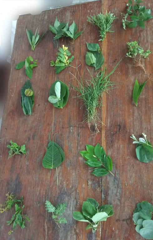 21 Type Of Leaves For Ganesh Patri Pooja